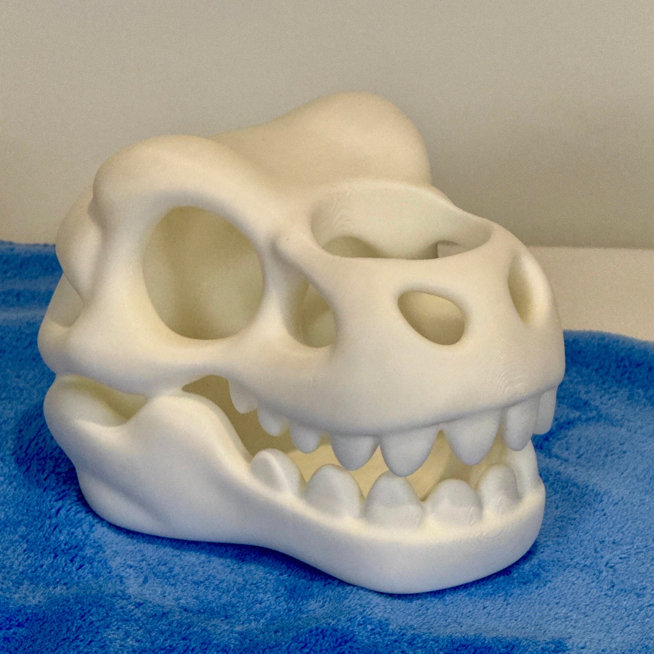 white plastic T Rex skull on a blue towel